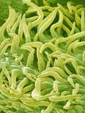 Filament of a Pieris Flower