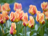 Tulipa 'Mary Ann'
