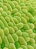 Stamen of Heartleaf Plant
