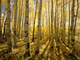 Aspen Trees in Autumn