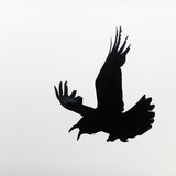 Common Raven Screaming