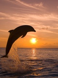 Bottlenosed Dolphin Leaping at Sunset