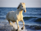 Wild Camargue Horse Running on Beach
