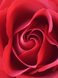 Petals of Red Rose