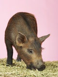 Piglet Eating