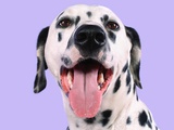 Dalmatian