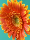 Orange Gerbera Daisy
