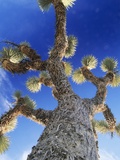 Tree and Blue Sky