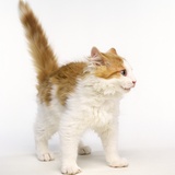 Frightened Ginger and White Kitten