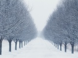Tree-lined Road in Winter