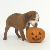 Brown and White Puppy with Halloween Pumpkin