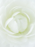 White Petals of Flower