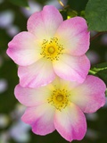 Rosa 'The Alexandra Rose'