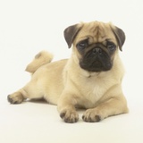 Pug Puppy