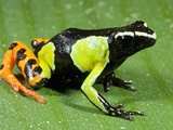 Painted Mantella in Andasibe-Mantadia National Park