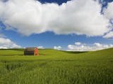 Old Red Barn in Spring Wheat Fields