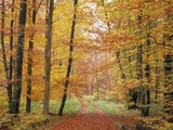 Forest Road in Autumn