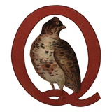 Q Is For Quail
