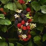 Partly Ripe Blackberries on the Bramble