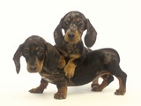 Dachshund Puppies
