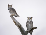 Great Horned Owls on Branch