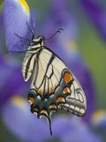 Eastern Tiger Swallowtail at Rest on a Dutch Iris