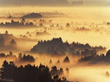 Forest Landscape at Misty Morning