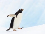 Gentoo Penguin on Iceberg in Gerlache Strait