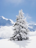 Fir Tree Covered in Fresh Snow
