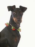 Manchester Terrier Wearing Holly Berries