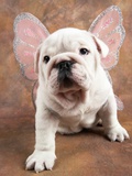 Bulldog Puppy Wearing Angel Wings