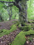 Old Tree With Surface Roots in Forest