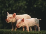 Yorkshire Piglets