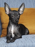 Black chihuahua