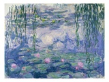 Waterlilies