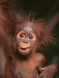 Orangutan and Baby