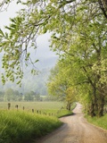 Rural Road in Cades Cove