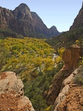 Fremont Cottonwoods at Zion National Park