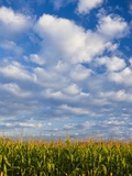 Corn Plants and Sky