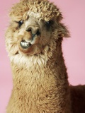 Baby Llama