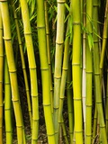 Bamboo plants