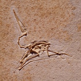 Pterodactyl Fossil