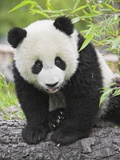Baby Giant Panda
