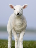 Close-up of Lamb in Meadow