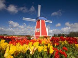 Windmill in Tulip Field