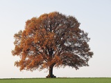 Oak Tree in Autumn