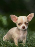 Chihuahua Puppy
