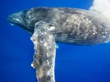 Humpback Whale Diving Near Surface