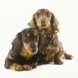 Long-Haired Dachshund Puppies