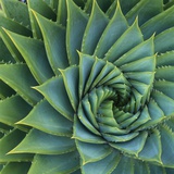 Succulent with Spiked Leaves